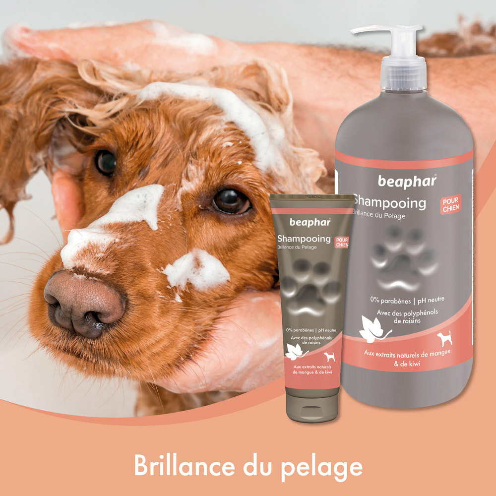 SHAMPOOING ECLAT DU PELACHE