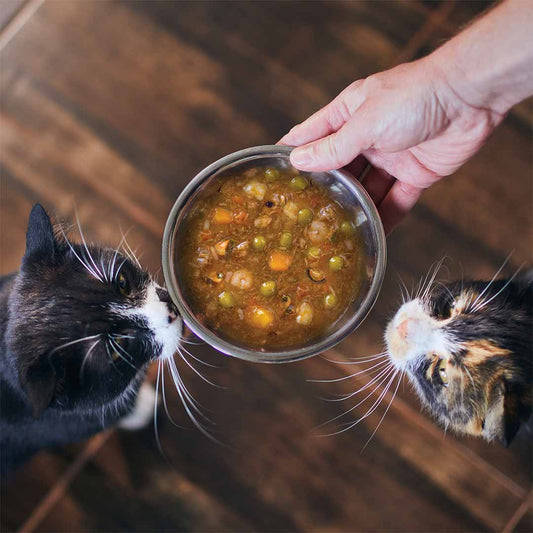 Pâtée chat - cuisine potiron aux fruits de mer