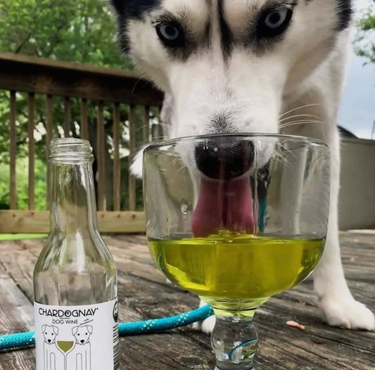 Vin pour chien 🍷