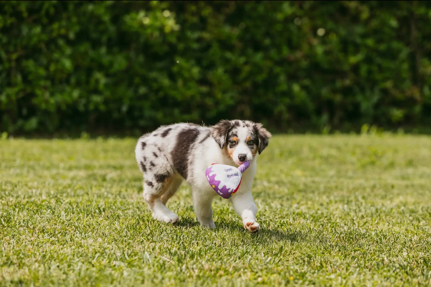 Peluches pour chiens - Gâteau d'anniversaire