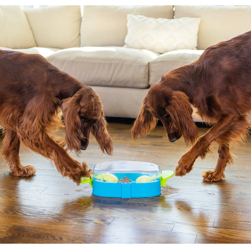 JEU D'INTELLIGENCE - PAW N'PLAY - NIVEAU 2