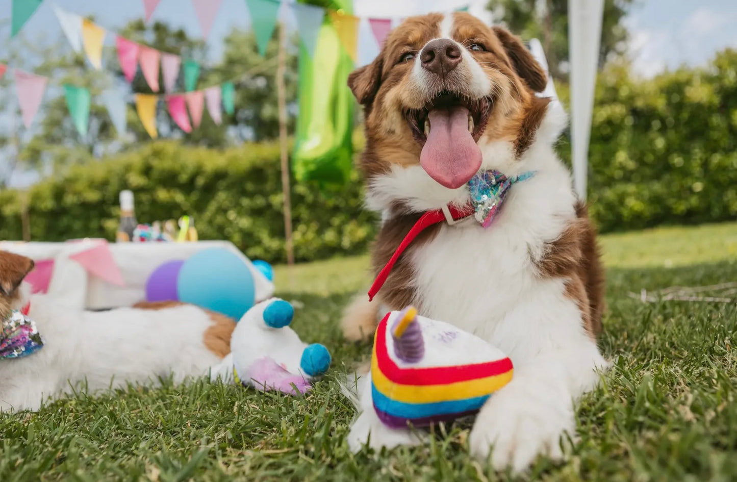 Peluches pour chiens - Gâteau d'anniversaire