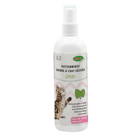 Herbe à chat - Spray